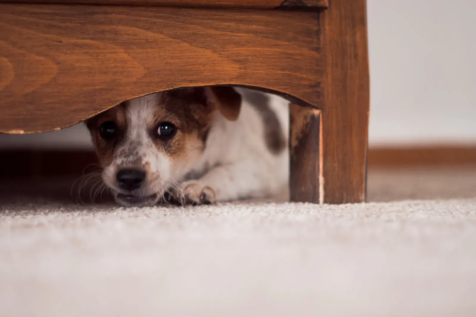 Small dog curled up in a cupboard hiding from fireworks.