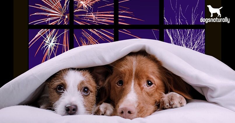 Two dogs tucked under a blanket looking towards a window with fireworks.